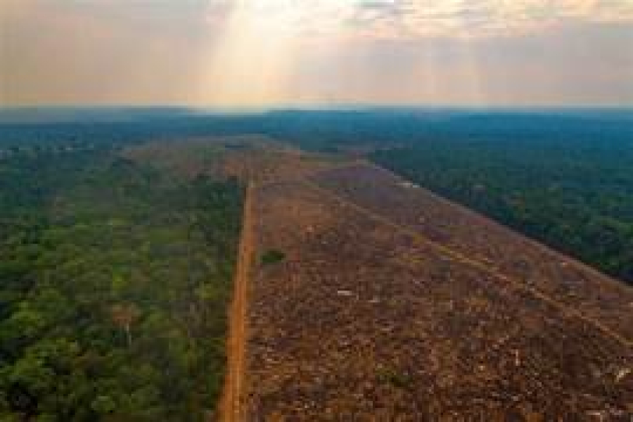 Deputados estaduais aprovam projeto que pode ampliar desmatamento em Mato Grosso