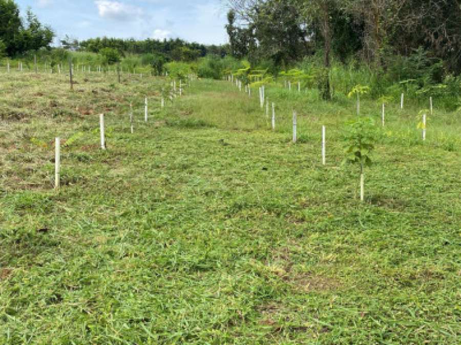 Parceria fortalece recuperação ambiental em Sorriso