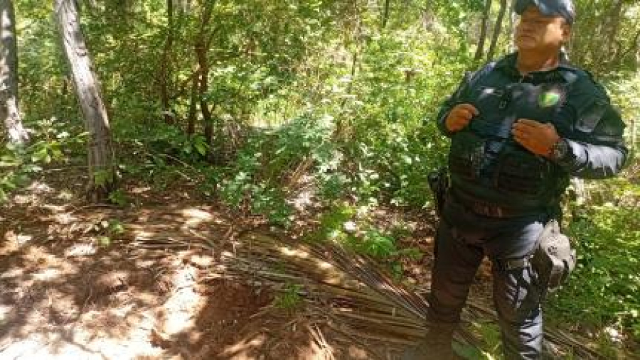 Mais duas ossadas são encontradas em área de mata em Várzea Grande