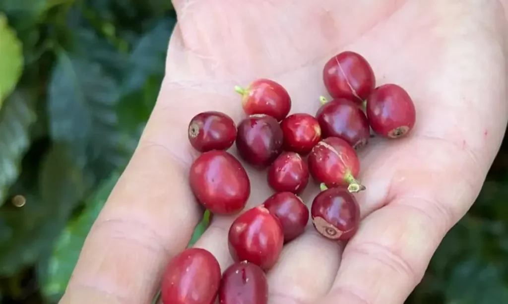 china-autoriza-exportacao-de-cafe-por-183-novas-empresas-brasileiras