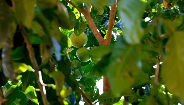 limao-fica-226%-mais-caro-ao-produtor-durante-entressafra