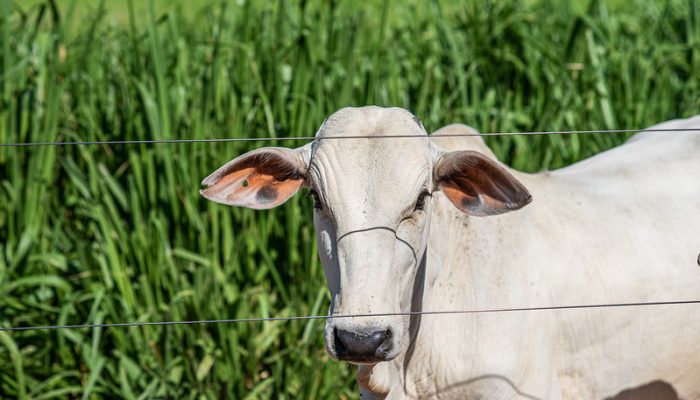 Famato orienta pecuaristas e demais criadores sobre a campanha de atualização obrigatória, que segue até 10 de dezembro em Mato Grosso