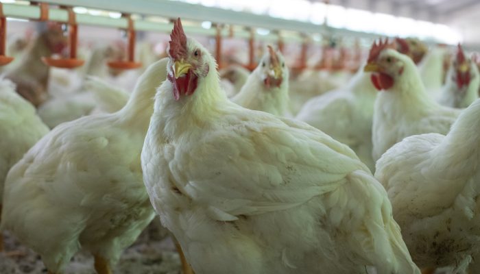 A closeup shot of broiler chickens into the indoor chicken farm