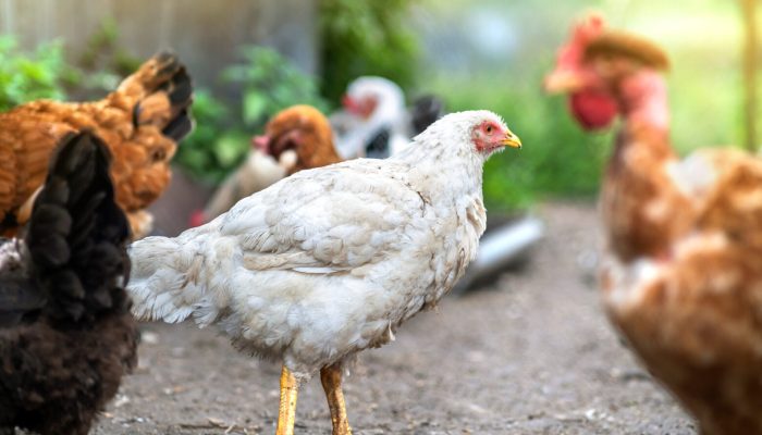 Hens feeding on traditional rural barnyard. Close up of chicken on barn yard. Free range poultry farming concept.