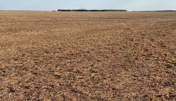 indea-realiza-mais-duas-mil-fiscalizacoes-e-aplica-12-multas-no-primeiro-mes-do-vazio-sanitario-da-soja