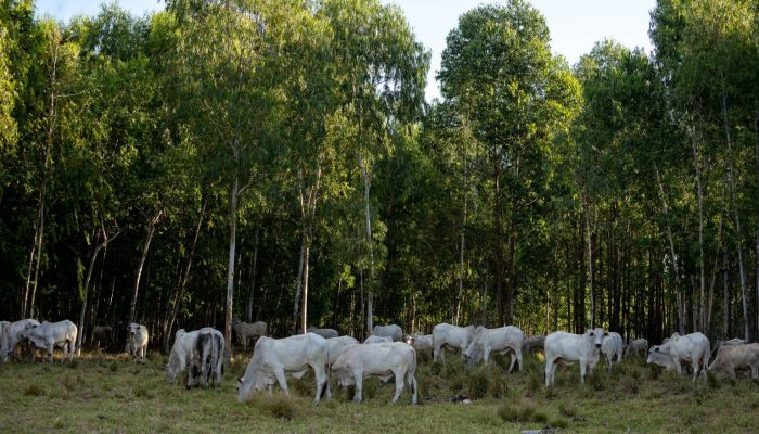 pecuaria e sustentabilidade